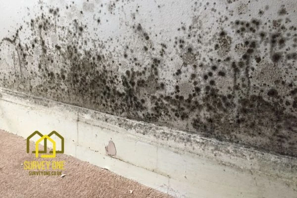 What’s the First Step to Take When You Notice Damp on a Party Wall Bracknell?